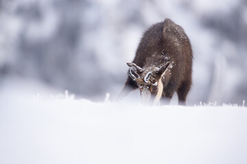 chamois 