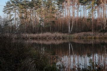 Obraz premium Landscape. Reflection of trees in the water. Landscape. Deep waters of the blue lake surrounded by winter forest. Trees above the water