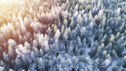 Aerial photo of nbirch forest in winter season. Drone shot of trees covered with hoarfrost and snow. Natural winter background.
