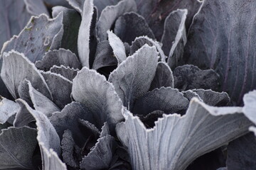 red Cabbage in Winter