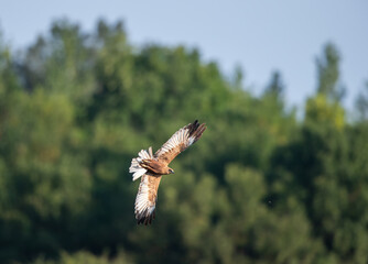 Buzzard flying above trees