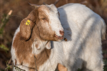 young goat on the farm