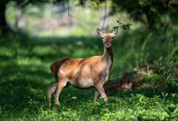 Red deer female standing on meadow