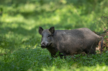Wild boar in forest