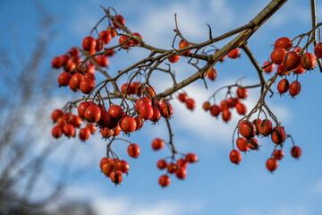 red berries on a branch - rowan or mountain ash
