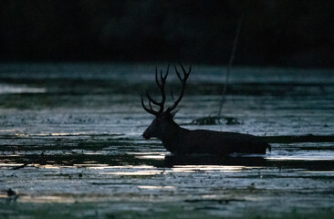 Fototapeta premium Red deer walking in water