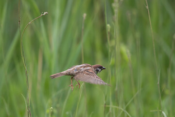 Sparrow flying above high grass