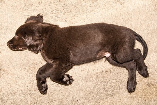 Brown flat coated retriever puppy sleeping on the floor. Dog rest. Sleeping puppy. Young hunting dog.