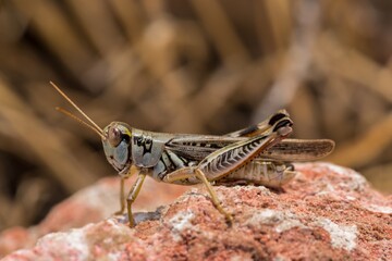 Grasshopper in Southern Idaho, USA