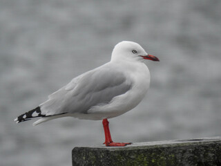 Fototapeta premium Red billed gull standing on a stone wall in New Zealand