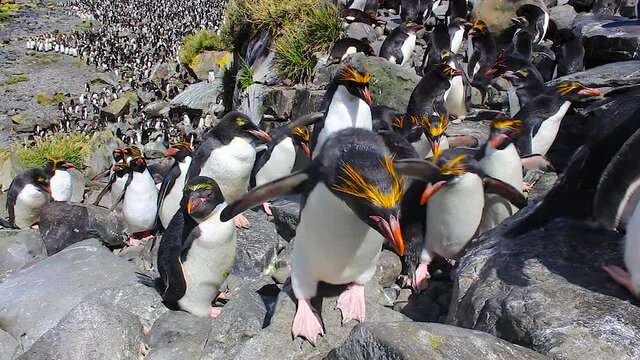 Large group of Macaroni penguins climbing up a rock face