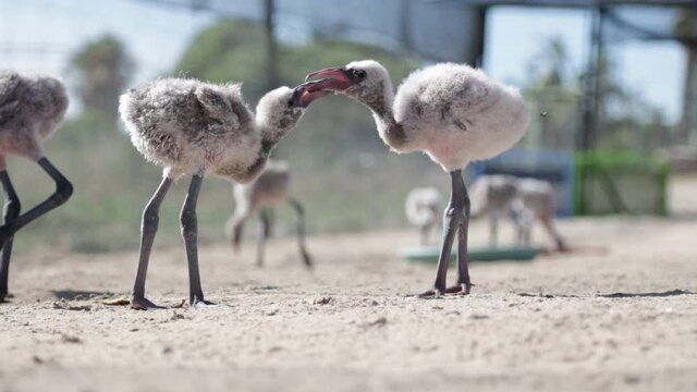 Two baby Flamingo chicks playing with each other