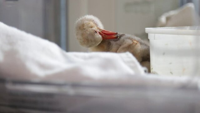 Baby Flamingo chick busy preening its fluffy feathers