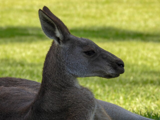 Kangaroo relaxing in Australia