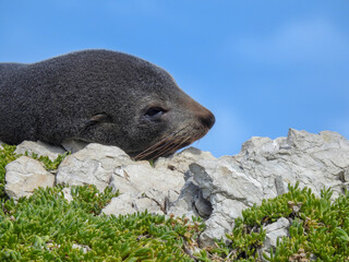 Obraz premium Resting Fur Seal