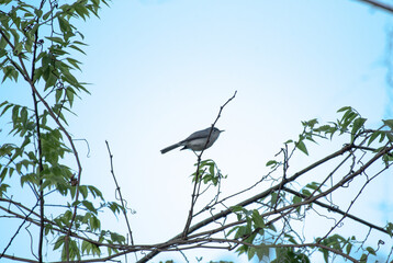 Blue Gray Gnatcatcher