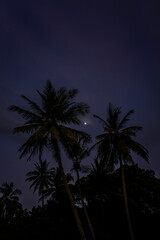 Tropical Palm tree silhouette with moon