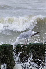 Seagull sitting on wave breakers/poles with wave breaking and wave in the background
