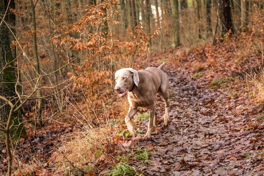 Young weimaraner dog dog in autumn landscape. Autumn hunting. Hunting dog running in the woods.