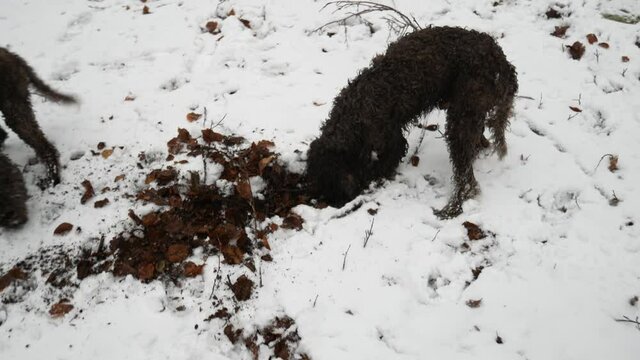 Lagotto Romagnolo Dog Is Looking For Truffles In The snowy Forest. Tuber mesentericum. Black Truffle Hunting in the snow.
