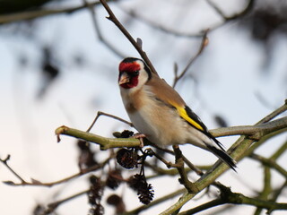 goldfinch in tree