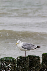 Seagull sitting on wave breakers/poles with waves in the background