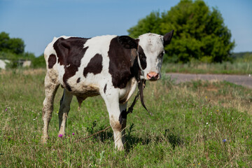 Little cow grazes in meadow on summer day