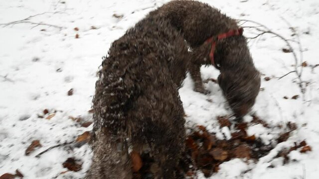 Lagotto Romagnolo Dog Is Looking For Truffles In The snowy Forest. Tuber mesentericum. Black Truffle Hunting in the snow.