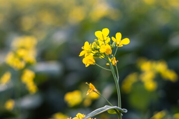 Mustard flower close up look on a soft blurred background