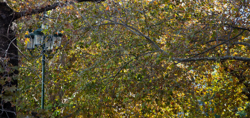 Plane tree leaves covers streetlight, platanus foliage background, texture