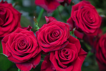 Photo of a red rose in the center with petals