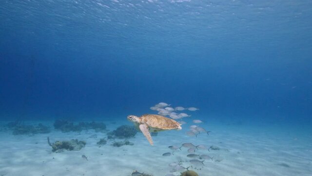 Green Sea Turtle, Chelonia mydas swim with school of fish in shallow water of coral reef in Caribbean Sea, Curacao