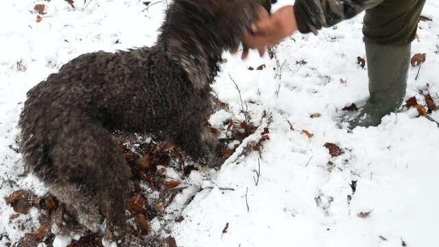 Lagotto Romagnolo Dog Is Looking For Truffles In The snowy Forest. Tuber mesentericum. Black Truffle Hunting in the snow.