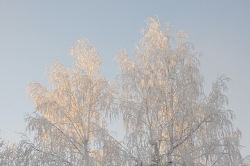 hoarfrost on a tree