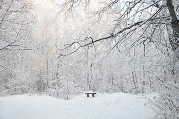 trees in snow