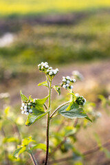 Beautiful white wild flowers on green soft background