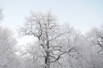Fototapeta na wymiar Old oak in snow