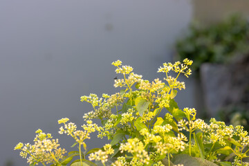 Beautiful white wildflowers with green leaves beside the river in a village