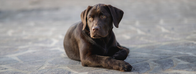 Chocolate puppy Labrador retriever close-up with copy space in horizontal banner. Junior dog lying down outdoor in the ground looking at the distance