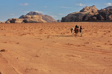 Fototapeta na wymiar Bedouins ride a camel towards the mountains in the Wadi rum desert