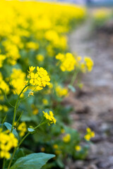 Mustard field is full of blooming flowers close view