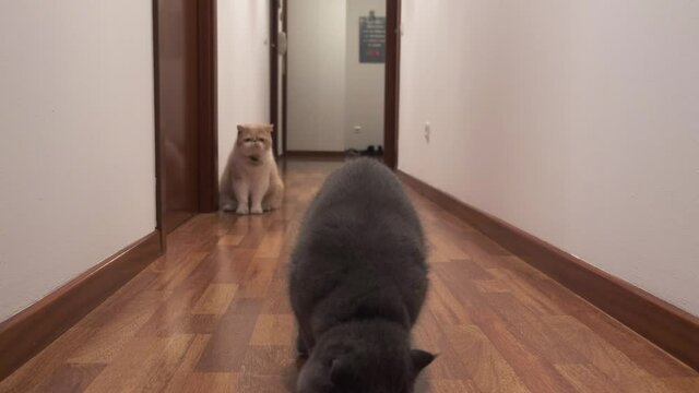 gatos jugando pasillo casa interior
