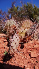 cactus in the desert