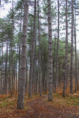 Crimean pines in the autumn forest
