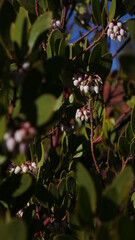 butterfly on a branch