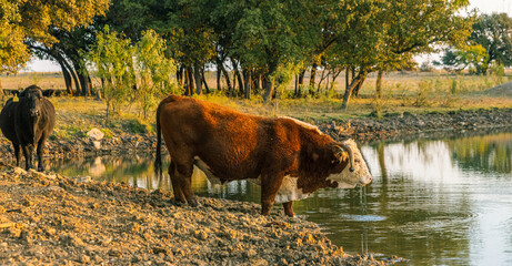 Bull by the Pond