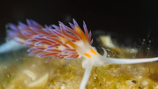 nudibranch flabellina nudi branch nudybranch  underwater slug ocean scenery