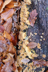 autumn leaves backgroMushrooms on the bark of an old tree and autumn leavesund