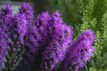 Photo of purple flowers in the center