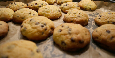 Tasty  homemade delicious cookies with chocolate chips on baking tray
